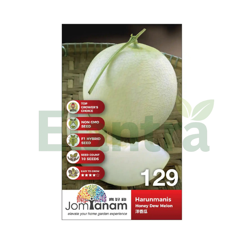 129 HONEY DEW MELON